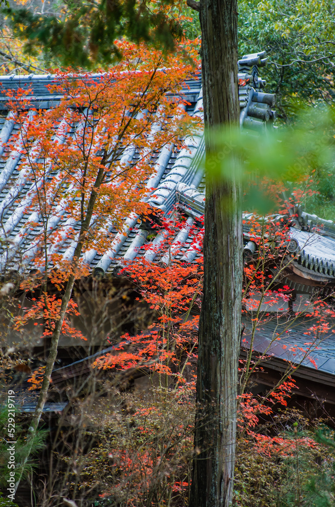 兵庫県三田市光明寺の紅葉