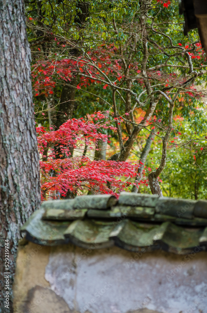 兵庫県三田市光明寺の紅葉