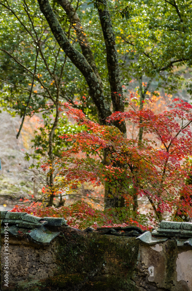 兵庫県三田市光明寺の紅葉