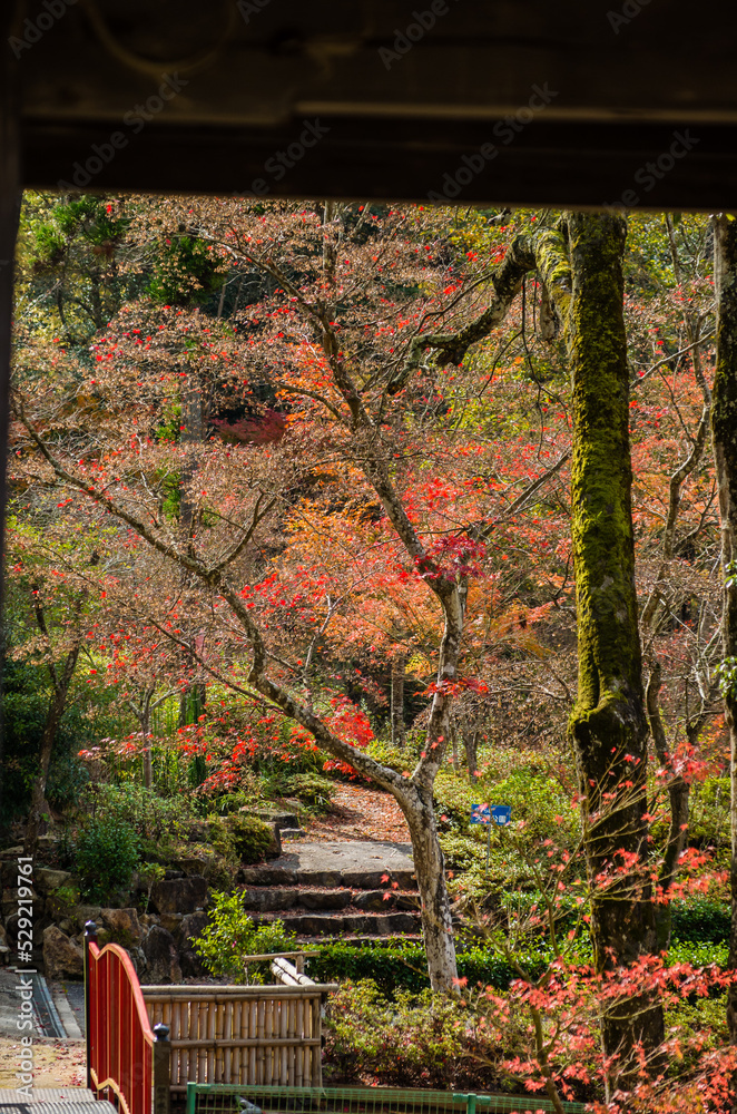 兵庫県三田市光明寺の紅葉