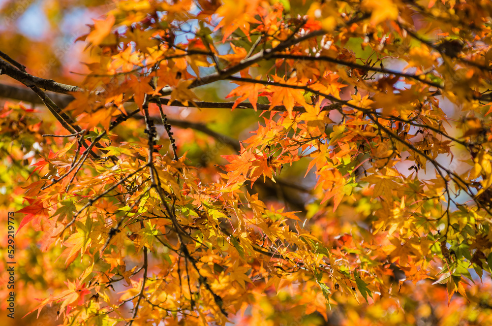 兵庫県三田市光明寺の紅葉