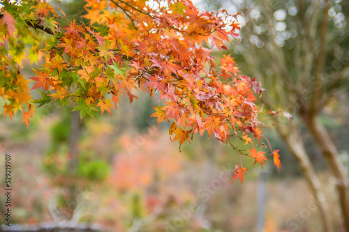 Obraz na płótnie 兵庫県三田市光明寺の紅葉 w salonie