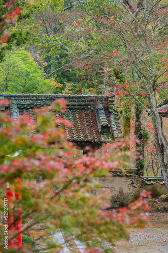 Obraz na płótnie 兵庫県三田市光明寺の紅葉 w salonie