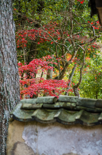 Obraz na płótnie 兵庫県三田市光明寺の紅葉 w salonie
