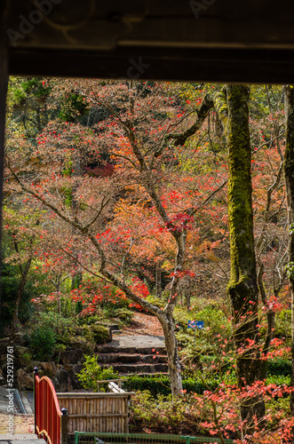 Obraz na płótnie 兵庫県三田市光明寺の紅葉 w salonie
