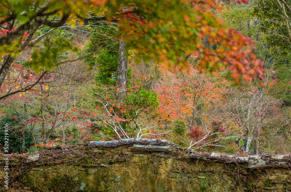 兵庫県三田市光明寺の紅葉