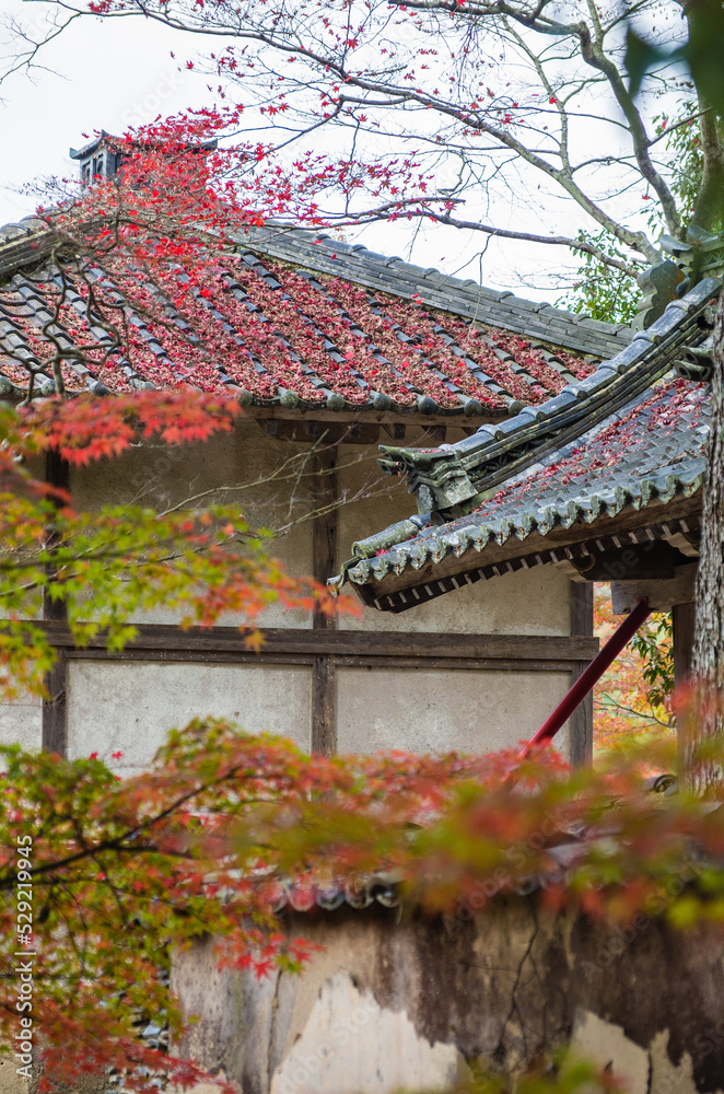 兵庫県三田市光明寺の紅葉