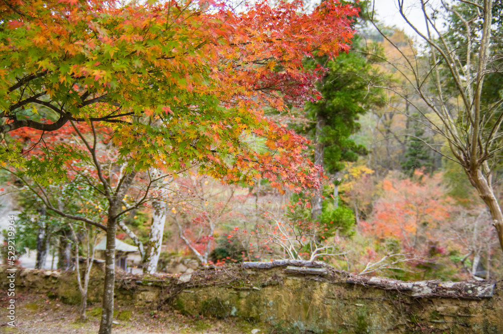 兵庫県三田市光明寺の紅葉