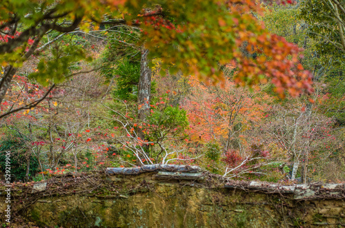 Obraz na płótnie 兵庫県三田市光明寺の紅葉 w salonie