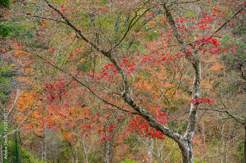 Obraz na płótnie 兵庫県三田市光明寺の紅葉 w salonie