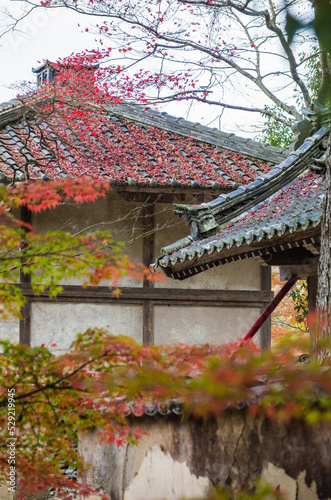 Obraz na płótnie 兵庫県三田市光明寺の紅葉 w salonie