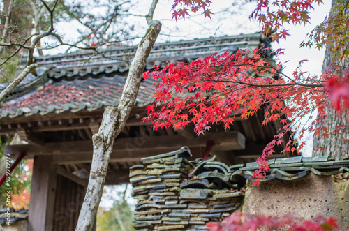兵庫県三田市光明寺の紅葉