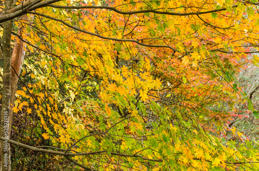 兵庫県三田市光明寺の紅葉