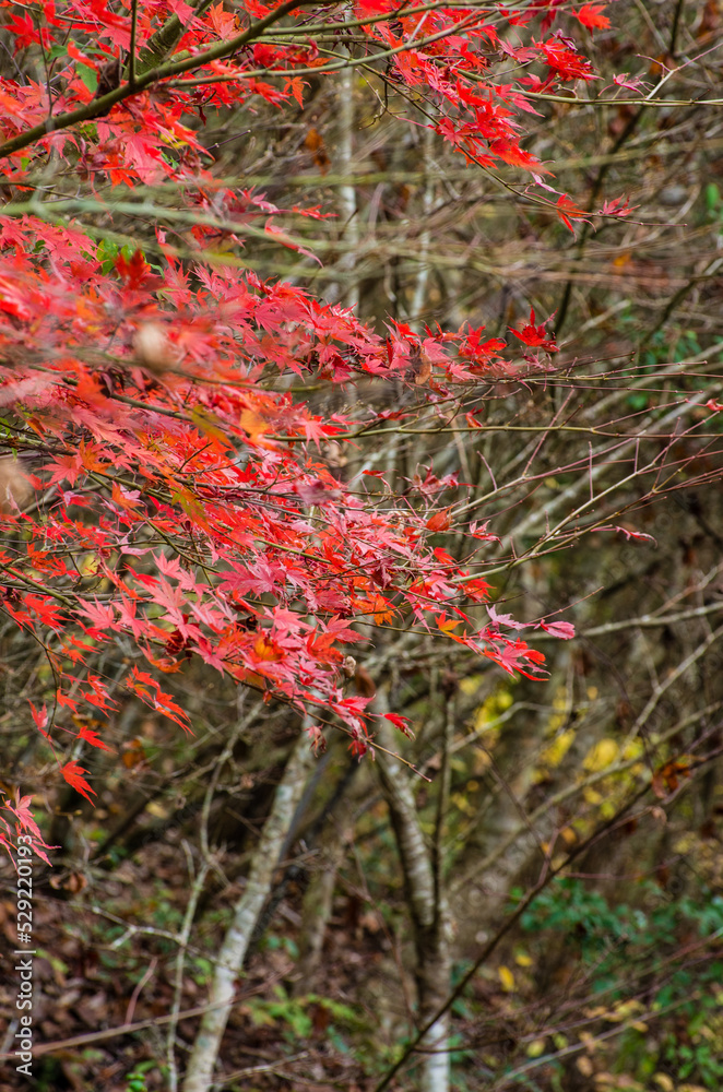 兵庫県三田市光明寺の紅葉