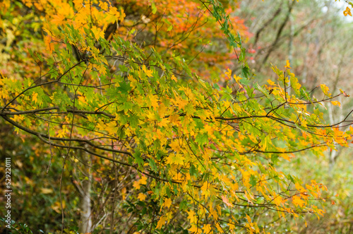 Obraz na płótnie 兵庫県三田市光明寺の紅葉 w salonie