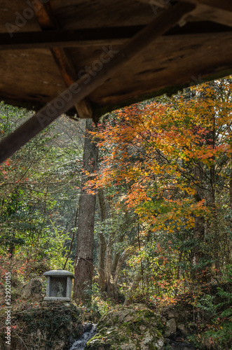 Obraz na płótnie 兵庫県三田市光明寺の紅葉 w salonie