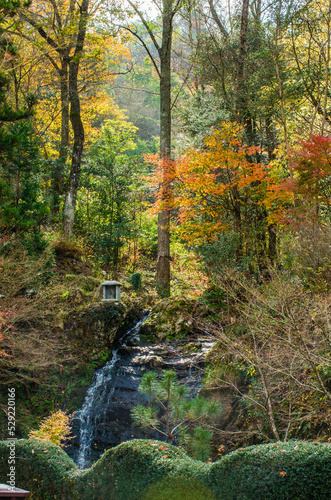 Obraz na płótnie 兵庫県三田市光明寺の紅葉 w salonie