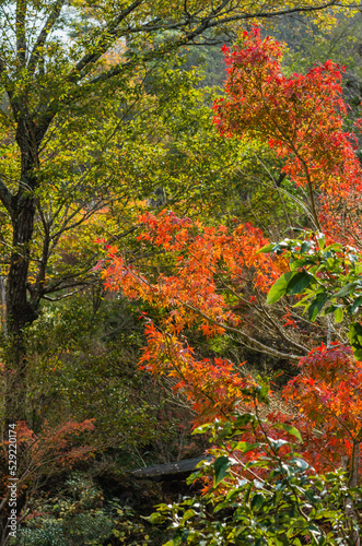 Obraz na płótnie 兵庫県三田市光明寺の紅葉 w salonie
