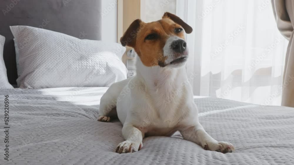 Dog Jack Russell lies on bed surprised looks with interest at owner morning looking camera slow motion. Jack Russel Terrier Pets. Care attention love for pets. Front view. Family concept. Lifestyle.
Dog Jack Russell lies on bed surprised looks with interest at owner morning looking camera slow motion. Jack Russel Terrier Pets. Care attention love for pets. Front view. Family concept. Lifestyle.