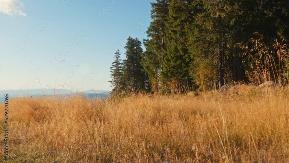 Golden spikelets of dry grass slow motion. Nature. Travel. Tourism. Beautiful panorama mountains pine forest in autumn at sunset in sun at sunset. Golden grass sways against blue sky Golden spikelets of dry grass slow motion. Nature. Travel. Tourism. Beautiful panorama mountains pine forest in autumn at sunset in sun at sunset. Golden grass sways against blue sky