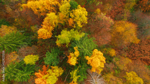AERIAL, TOP DOWN: Lush forest treetops glowing in warm shades of autumn season
