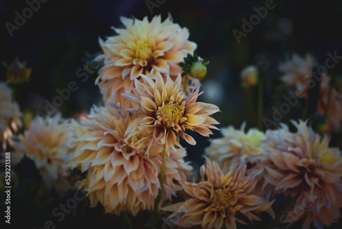 Creamy yellow chrysanthemums in an autumn park. Seasonal flowers growing in late summer - early fall. Frost-resistant plants in botanical garden. Beautiful buds with long petals on dark background.