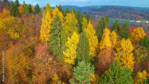 AERIAL: Eye-pleasing view of forest landscape in stunning autumn colour palette