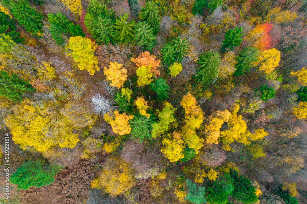 AERIAL, TOP DOWN: Lovely autumn contrast between deciduous and conifer trees AERIAL, TOP DOWN: Lovely autumn contrast between deciduous and conifer trees