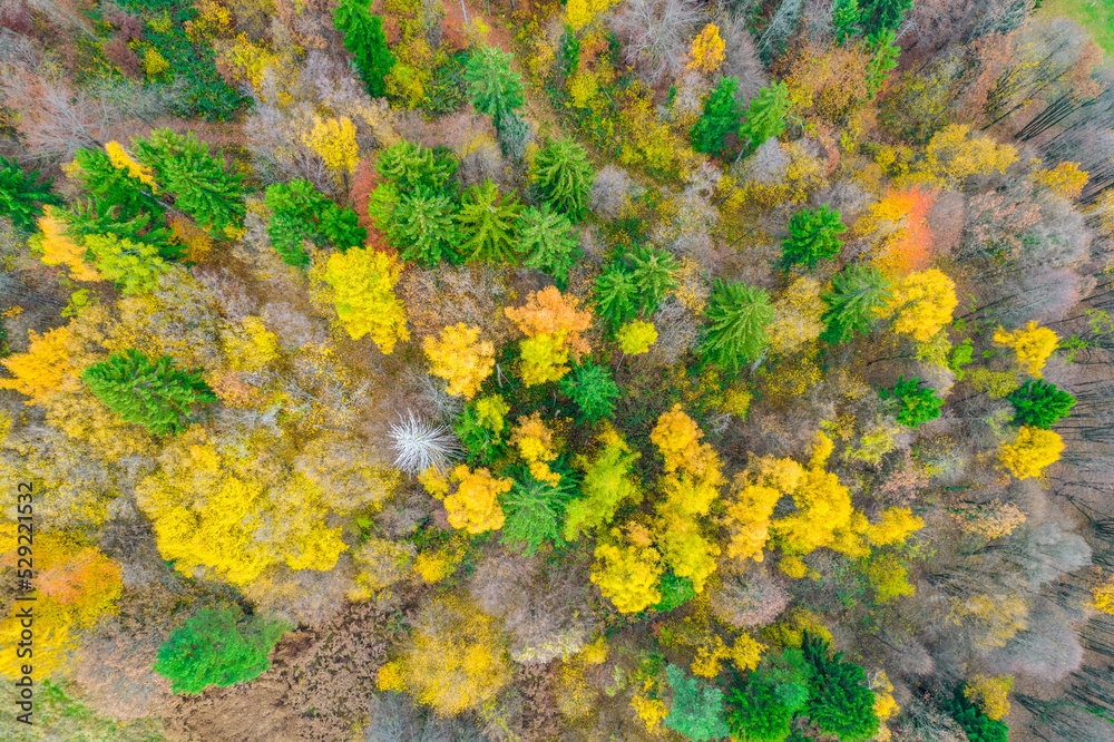 AERIAL, TOP DOWN: Stunning color contrast between conifer and deciduous trees AERIAL, TOP DOWN: Stunning color contrast between conifer and deciduous trees