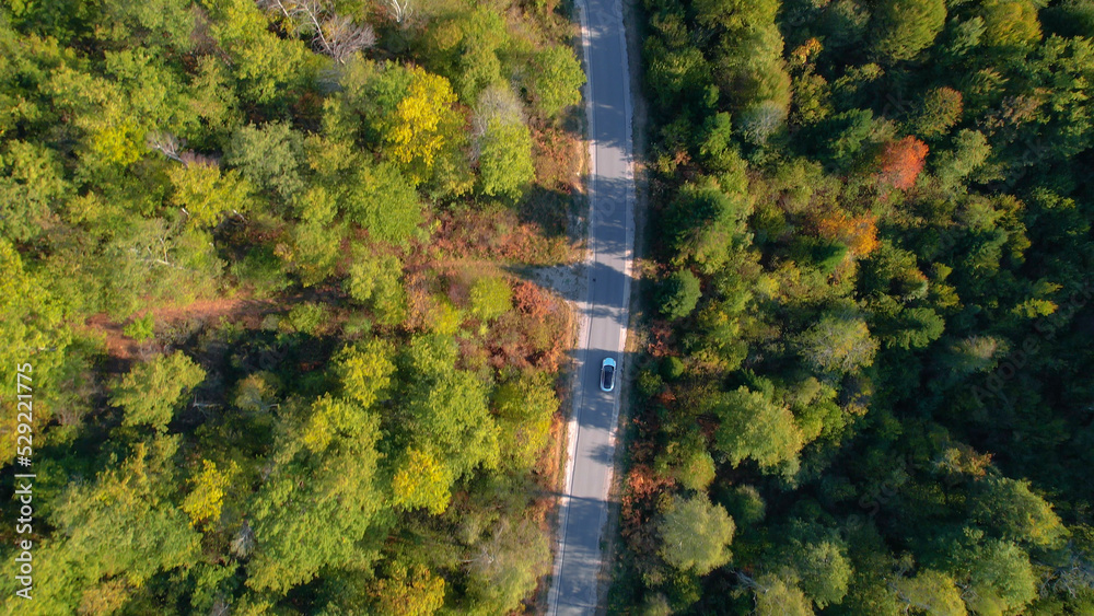 AERIAL, TOP DOWN: Forest in early autumn colors and car driving on winding road