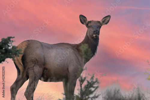 Beautiful cow elk at sunrise