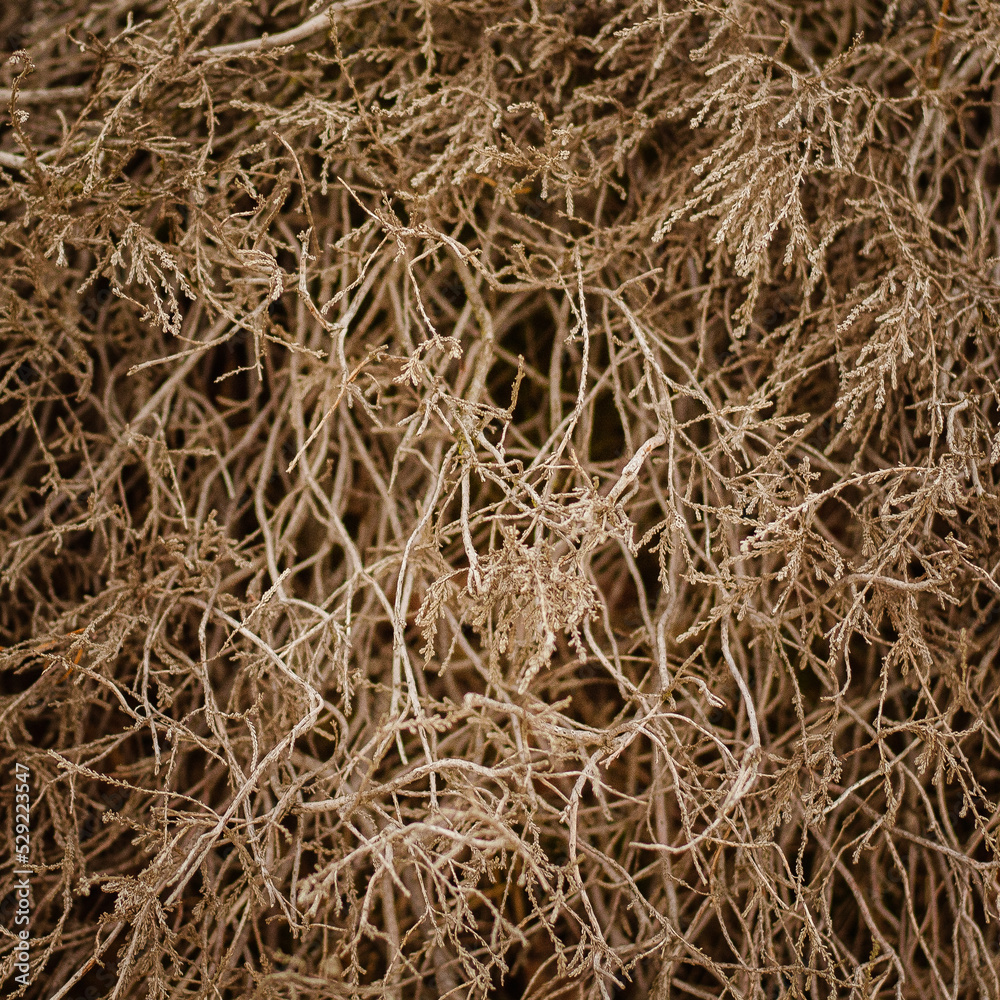 Nature bush texture background Nature bush texture background