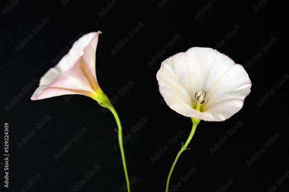 Bindweed Flowers, Convolvulus Arvensis in Studio Bindweed Flowers, Convolvulus Arvensis in Studio