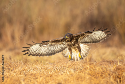 Common buzzard (Buteo buteo) in the fields, buzzards in natural habitat, hawk bird on the ground, predatory bird close up, birds of prey