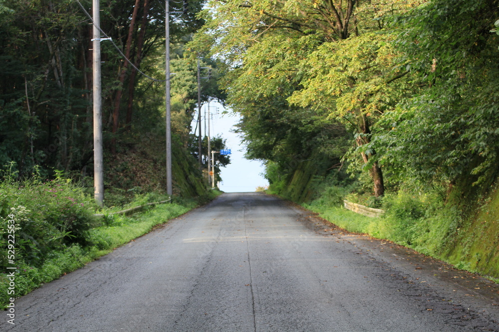 Obraz premium 緑のトンネル、その先に