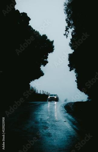 panorámica vertical de silueta de arboles gigantes con una calle mojada por la lluvia en medio con un automóvil o carro en el centro de frente alumbrando el camino