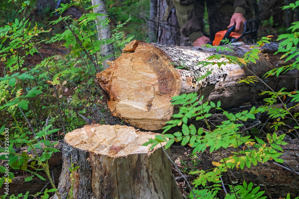 A woodcutter saws a dry tree for firewood with a chainsaw. A man is harvesting logs in the forest. A woodcutter saws a dry tree for firewood with a chainsaw. A man is harvesting logs in the forest.