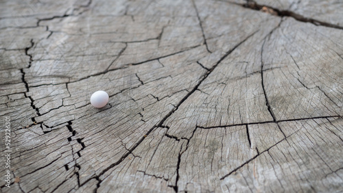 Small white eggs rest on an old gray stump with streaks.