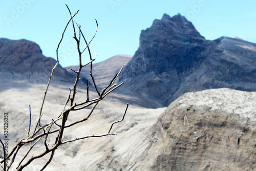 Dry branch after the volcano eruption 