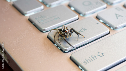 brown and white spider on the keyboard button