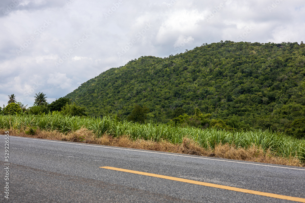 A close-up view of a forest covered with abundant trees during the rainy season on a mountain. A close-up view of a forest covered with abundant trees during the rainy season on a mountain.