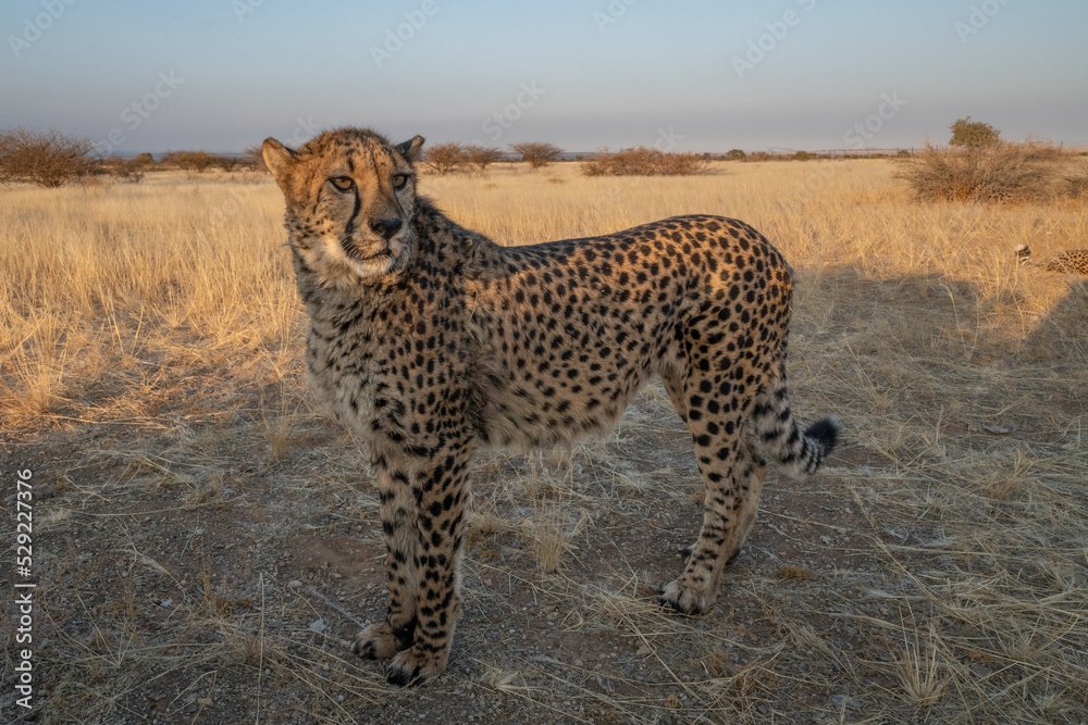 A cheetah searching for prey in the grasslands of the Kalahari Desert in Namibia. A cheetah searching for prey in the grasslands of the Kalahari Desert in Namibia.