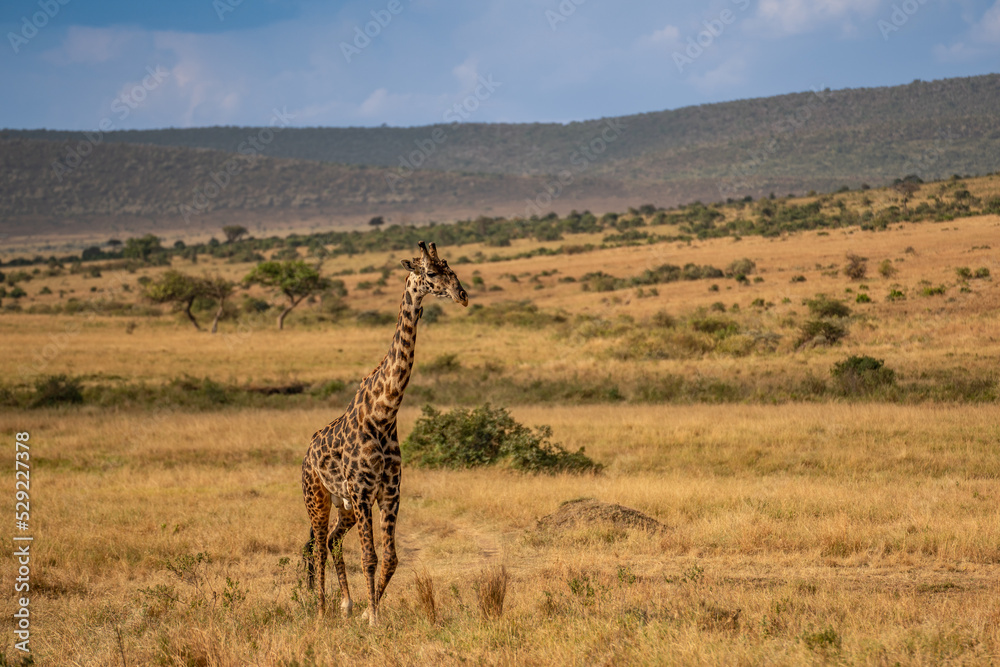 Obraz premium Giraffe in front Amboseli national park Kenya masai mara.(Giraffa reticulata) sunset.