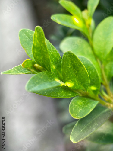 Boxwood evergreen, or Caucasian palm (Latin Buxus sempervirens) is a woody plant, a species of the genus Boxwood of the Boxwood family