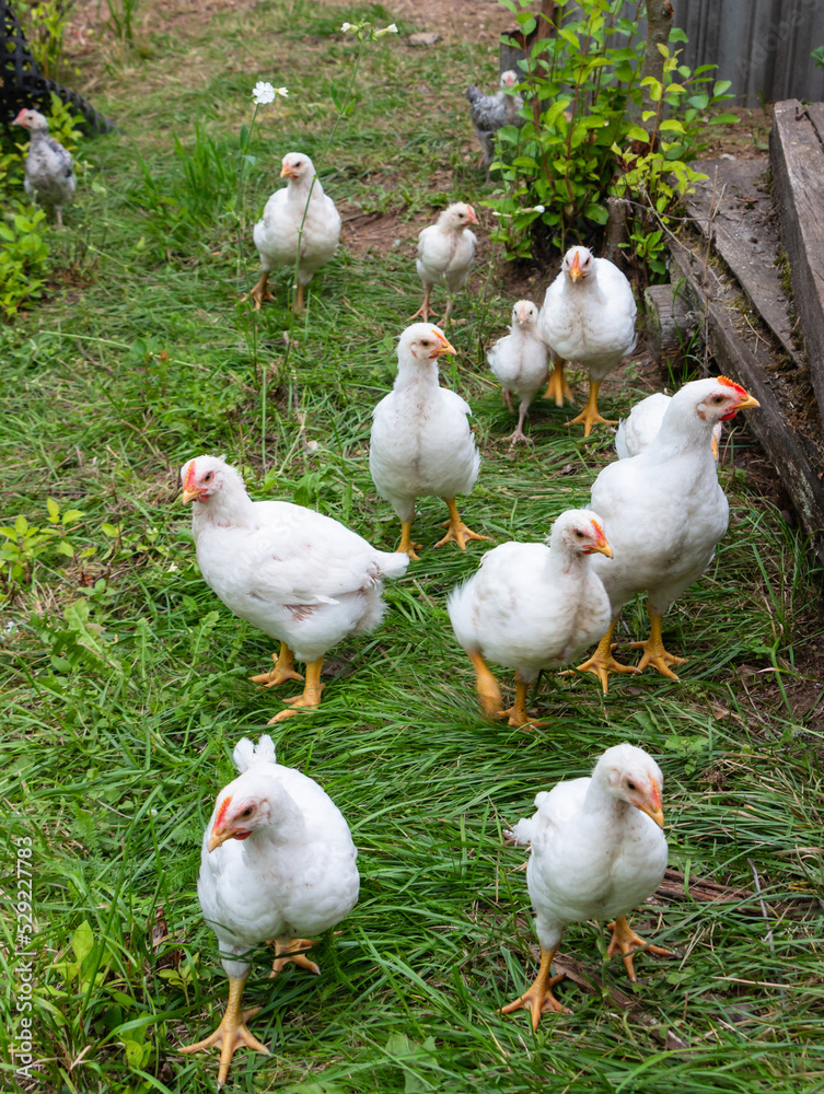 White broiler chickens walk on a farm against the background of green grass in summer White broiler chickens walk on a farm against the background of green grass in summer