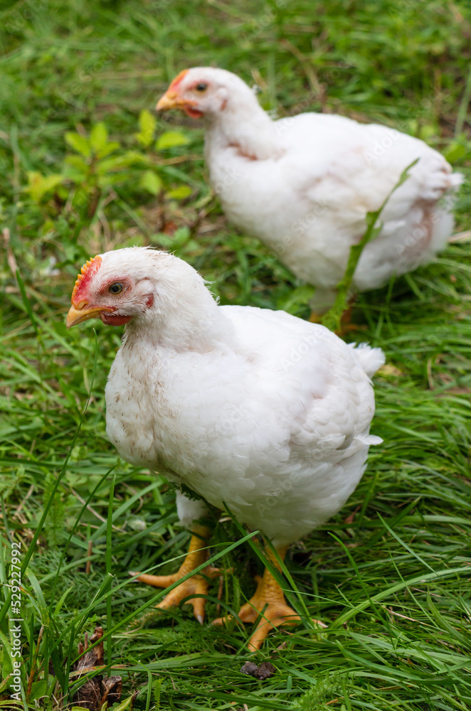 White broiler chickens walk on a farm against the background of green grass in summer