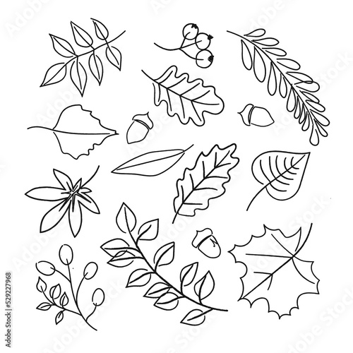 Leaves in doodle style. Vector manually drawn elements of the black line isolated on a white background. Autumn botanical illustrations. Oak, birch, maple leaf. Acorns and berries