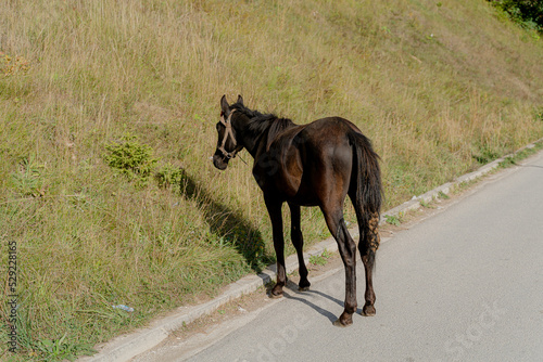 Horse. The horse runs out onto the road.