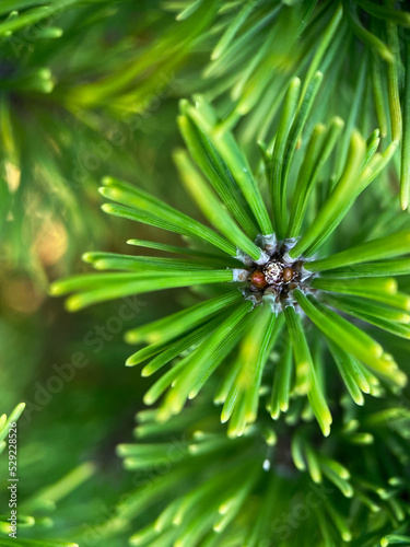 Macrophotography of mountain pine (Pinus mugo). European Elfin pine close-up