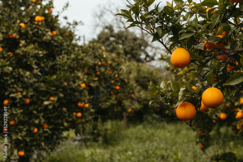 Fresh oranges on the tree